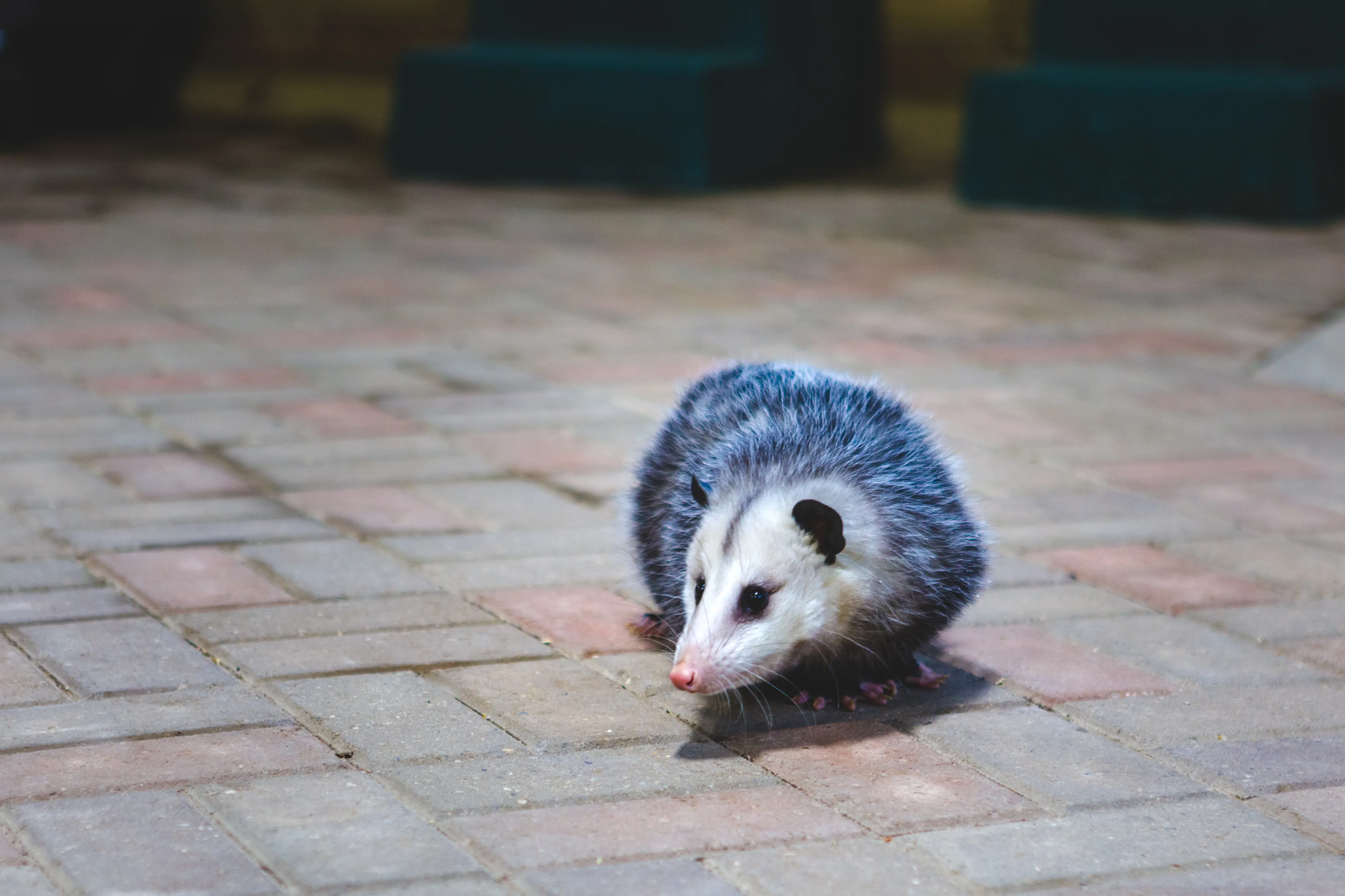 Opossum Removal